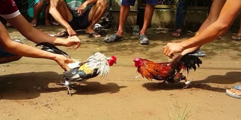 Đá Gà Cựa Sắt - Các Giống Gà Có Tại Các Trận Đấu Tại 77Bet 2 da-ga-cua-sat-1